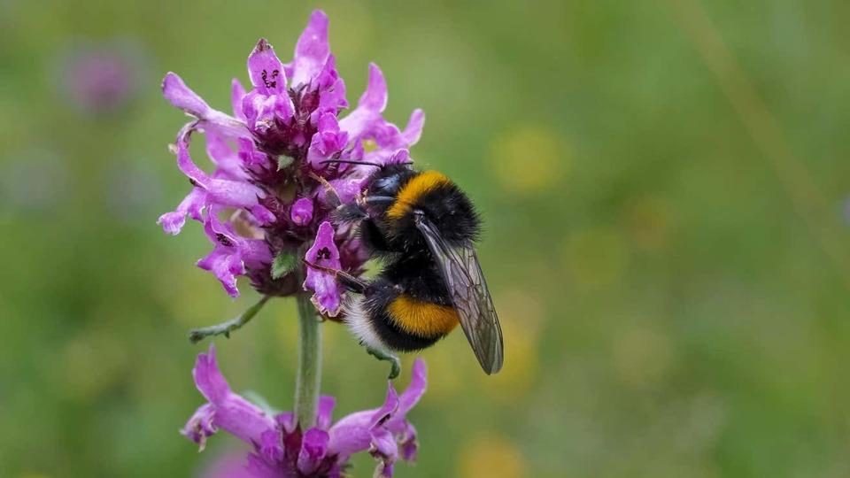 ヨーロッパのハチの75％が激減していく大ピンチ