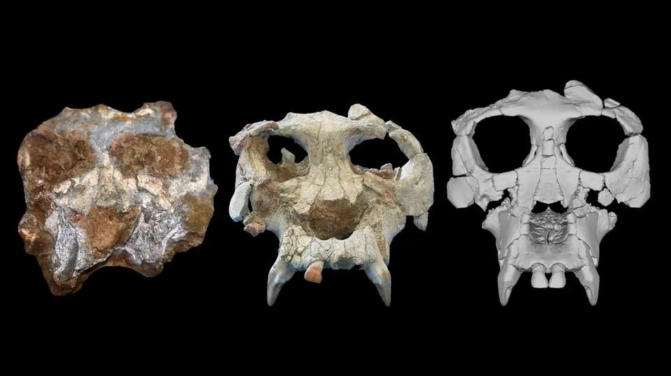 人類のルーツに迫る。1200万年前の類人猿の頭蓋骨をバーチャル復元