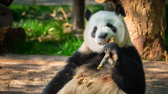 プログラミング言語「Python」と「Pandas」を教えるコースの広告をFacebookで出したら「動物の違法取引」と誤判定されたのか永久BANを食らう事態が発生