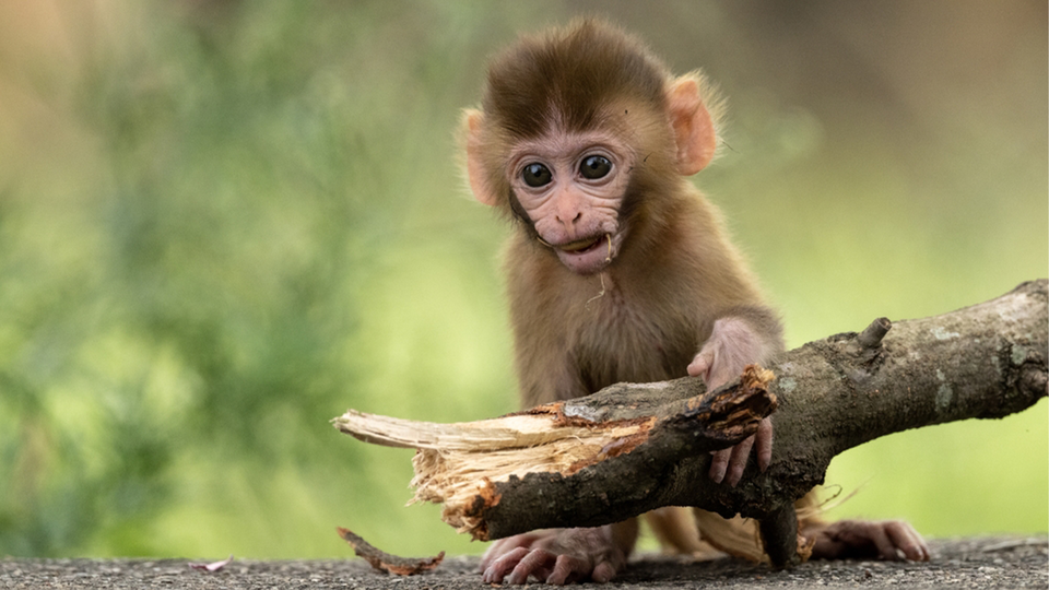 コロナで観光客からの餌がなくなったタイの猿、道具を使い始める