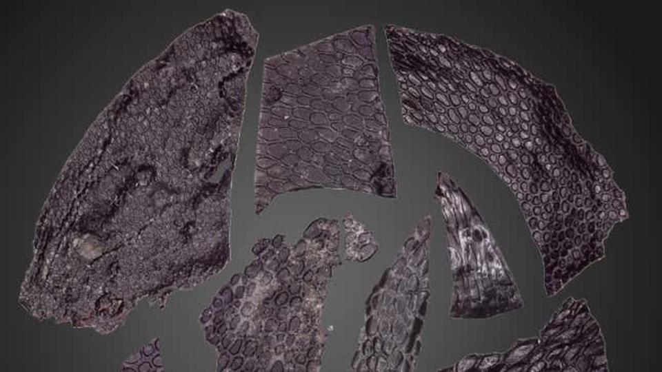 世界最古。3億年前の化石化した爬虫類の皮膚が発見される