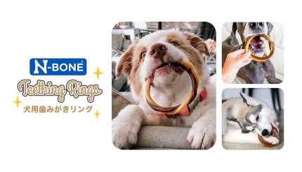 アメリカで大人気！愛犬用の歯磨きリング「N-BONE」