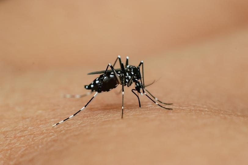 蚊に対する人類の対抗策は“ドローン”。卵からやっつける