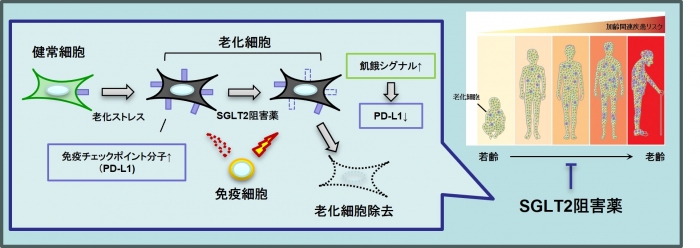 糖尿病の薬が、アルツハイマー病など加齢疾患の治療薬として期待 順天堂大