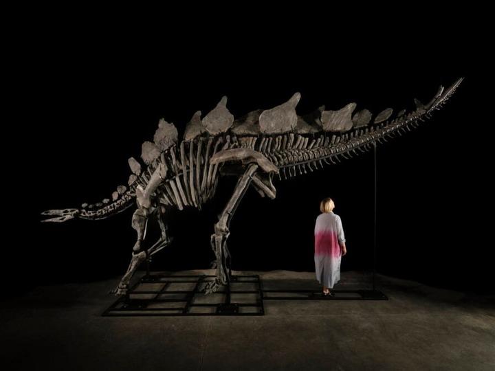 ほぼ完全体のステゴサウルスの化石、約70億円で落札される