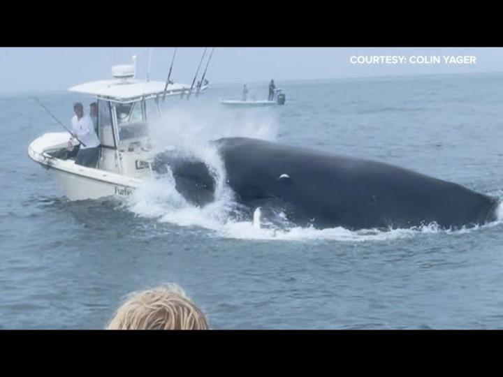 クジラのタックルで船が転覆する衝撃的な光景