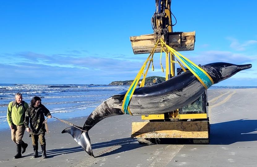 泳いでいる姿を誰も見たことがない“幻のクジラ”、NZで打ち上げられる