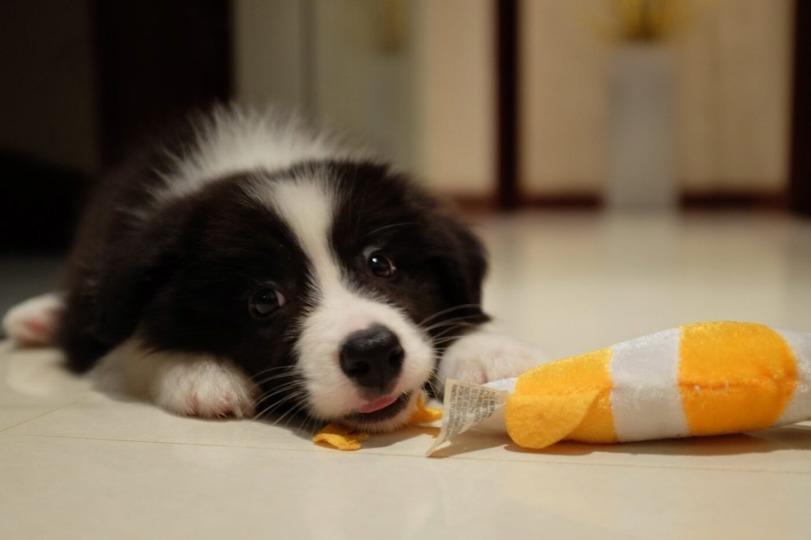 犬は好きだったオモチャの名前は長いこと覚えている