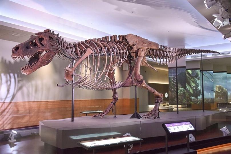 ティラノサウルスは二度絶滅する。“ピカソ化”化石の行く末とは…