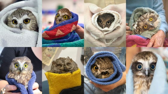 タオルに包まれたかわいいフクロウの写真集サイト「Owls in Towels」が登場、なぜタオルに包まれているのか?