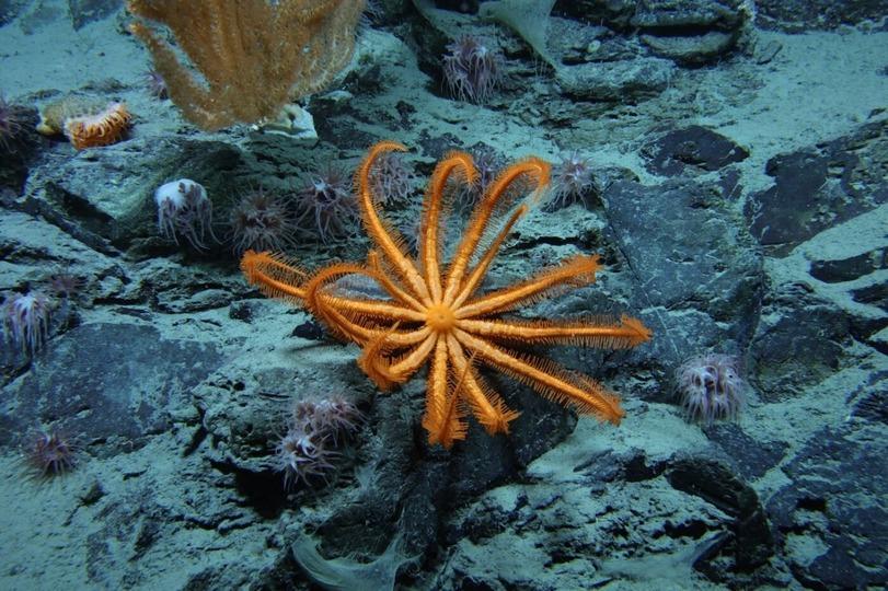 人類が見たことある海底は、全体のたった0.001%に過ぎない