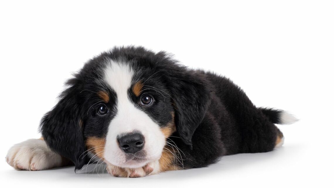 「心臓に無数の…」愛犬を死に至らしめた"生き物"