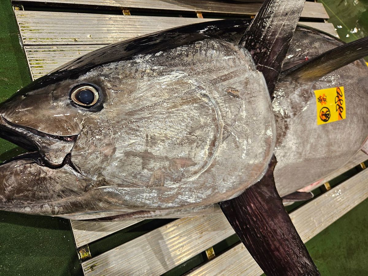 「東京産本マグロ」に1キロ4000円の高値がつく…東京の海で天然本マグロがバンバン獲れるようになったワケ