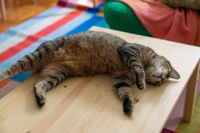 ほとんどの猫は体の左側を下にして寝るらしいけど、それってなぜ?